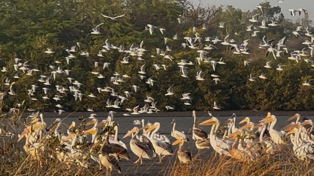 villa-birds-new
